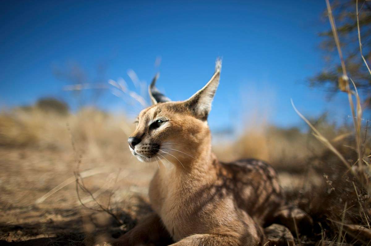 OpenStack发布新版本“Caracal”：注重AI和高性能计算-葫芦娃AI-一起学AI葫芦娃AI